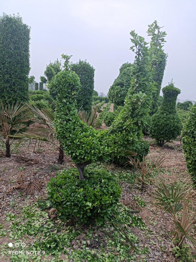造型树大叶黄杨造型小叶黄杨造型景观树