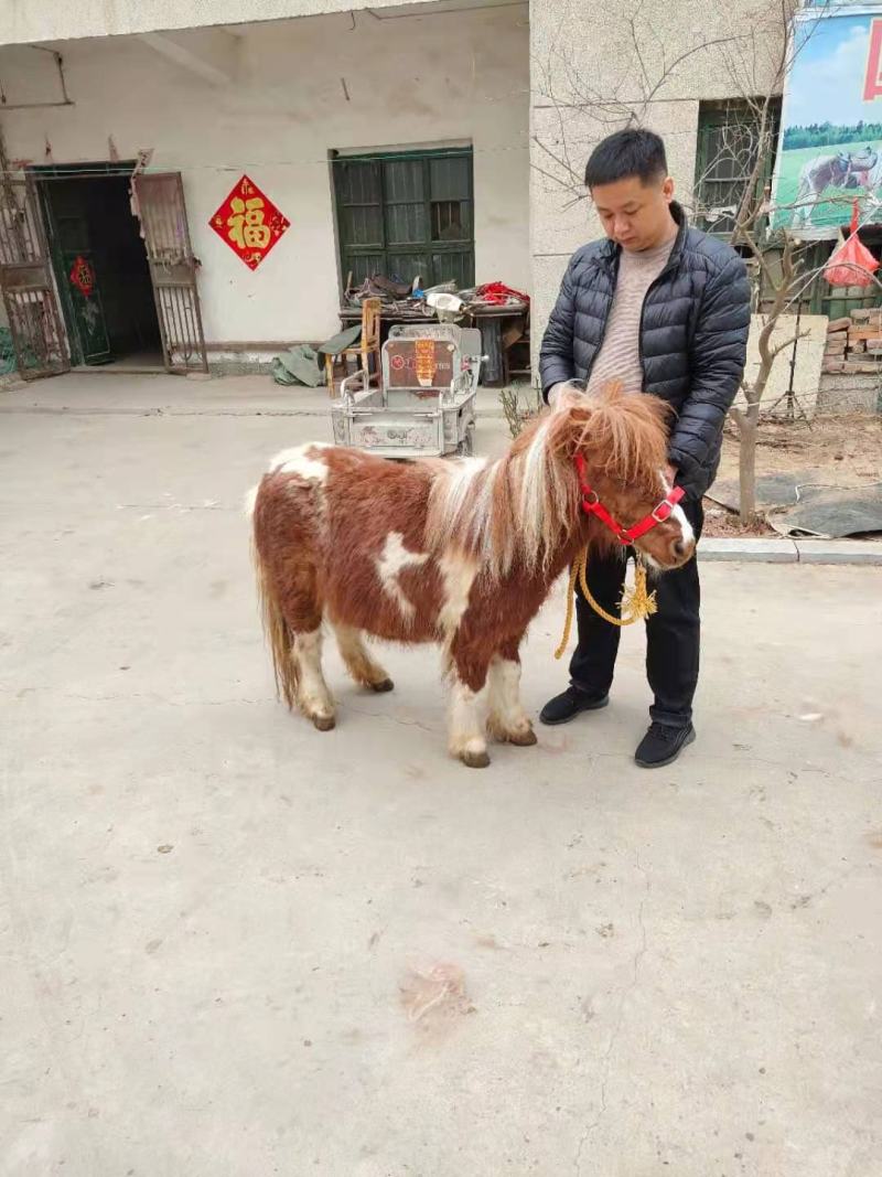 设兰进口舍特兰矮马，花色，水墨花都有全国发货