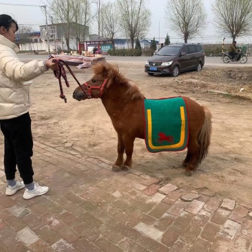 设兰进口舍特兰矮马，花色，水墨花都有全国发货