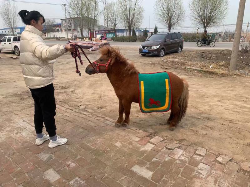 设兰进口舍特兰矮马，花色，水墨花都有全国发货