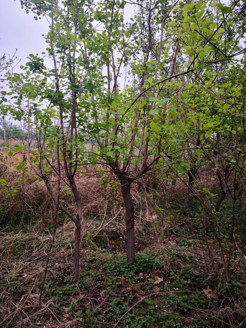 黄栌，香山红叶。各种规格的黄栌，欢迎进店联系