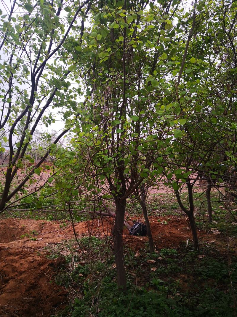 黄栌，香山红叶。各种规格的黄栌，欢迎进店联系