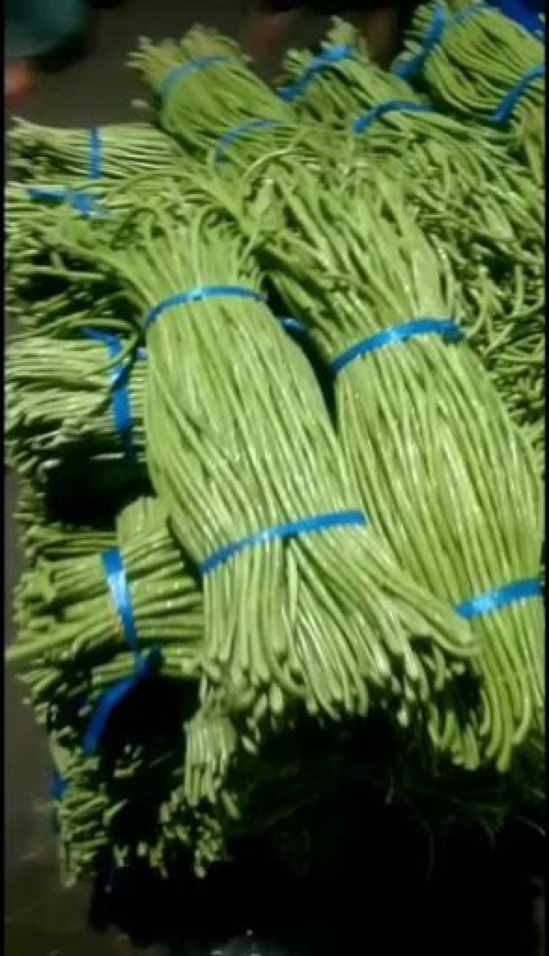河南开封祥符区长豆角大量上市。六七十公分长！