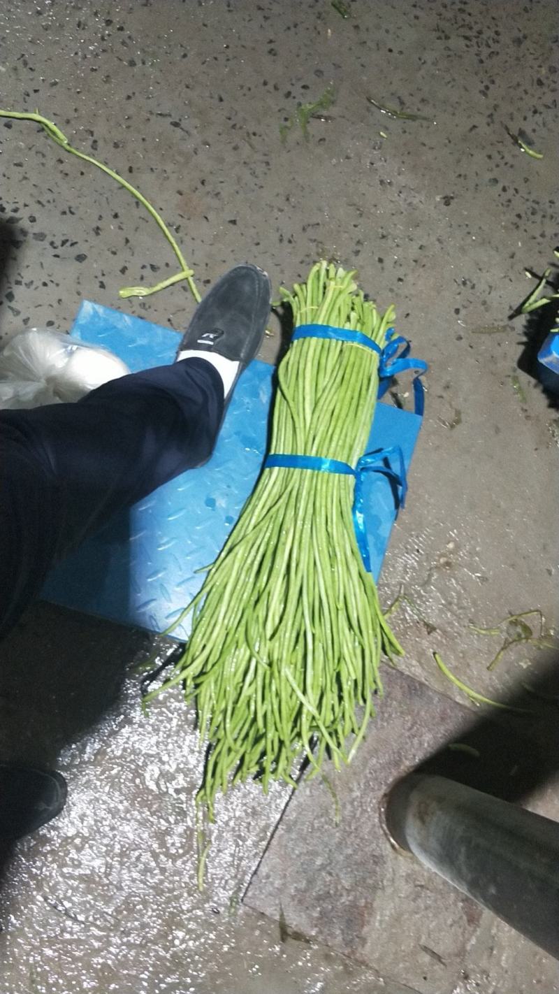 河南开封祥符区长豆角大量上市。六七十公分长！