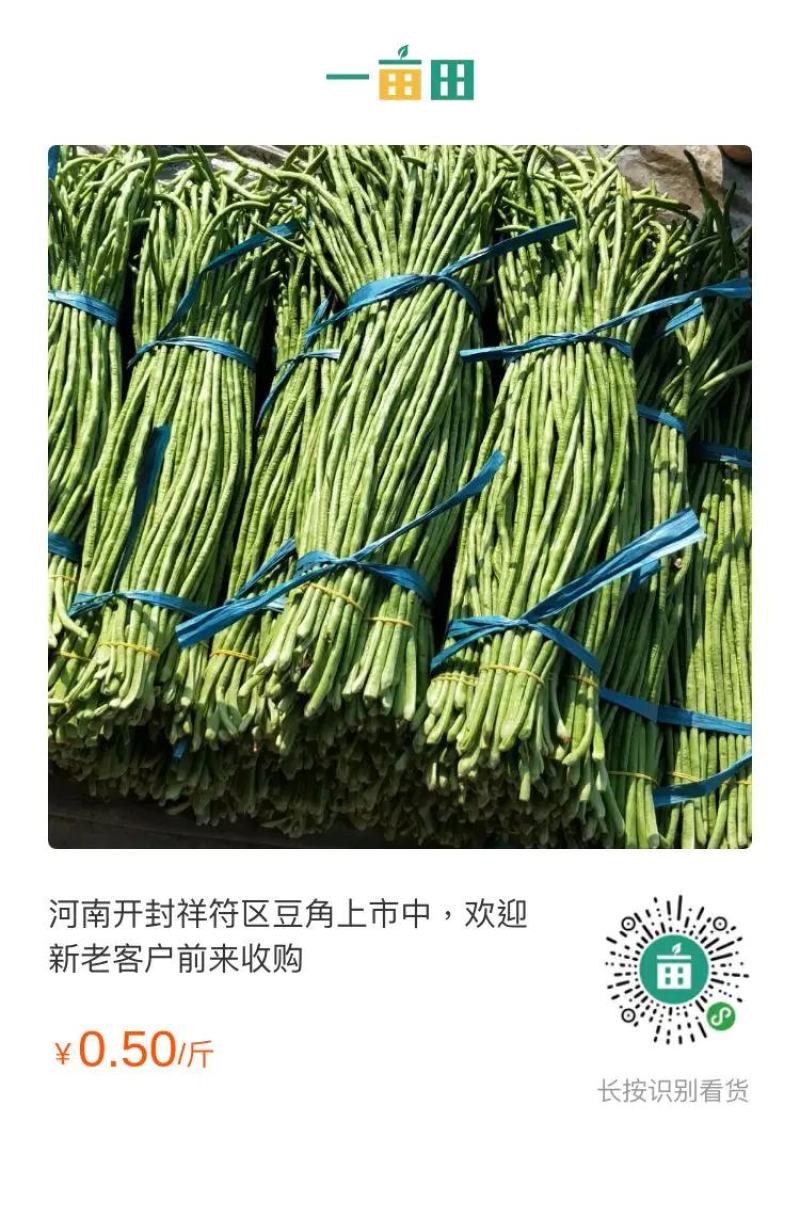 河南开封祥符区长豆角大量上市。六七十公分长！