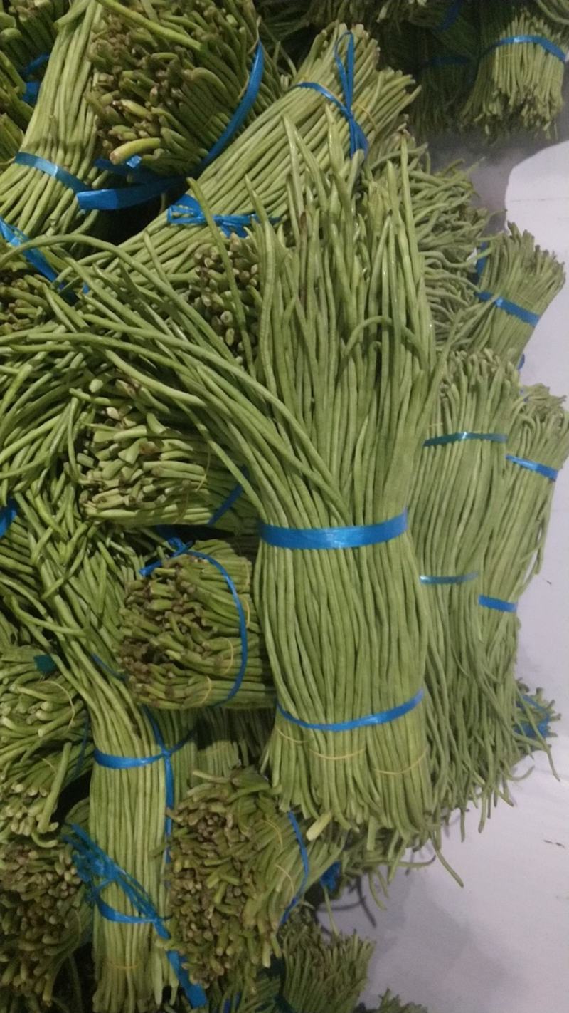 河南开封祥符区长豆角大量上市。六七十公分长！