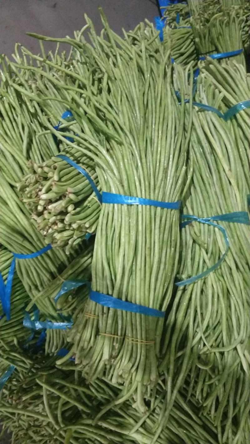 河南开封祥符区长豆角大量上市。六七十公分长！