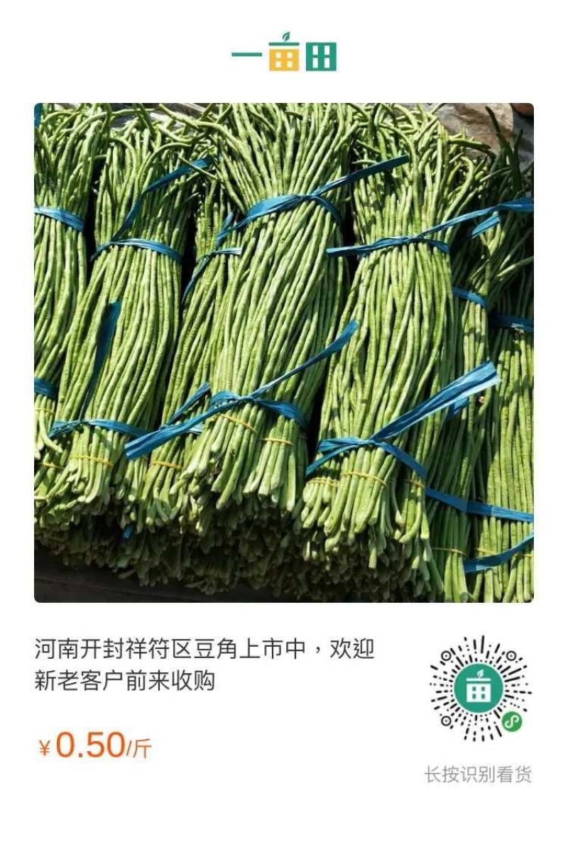 河南开封祥符区长豆角大量上市。六七十公分长！