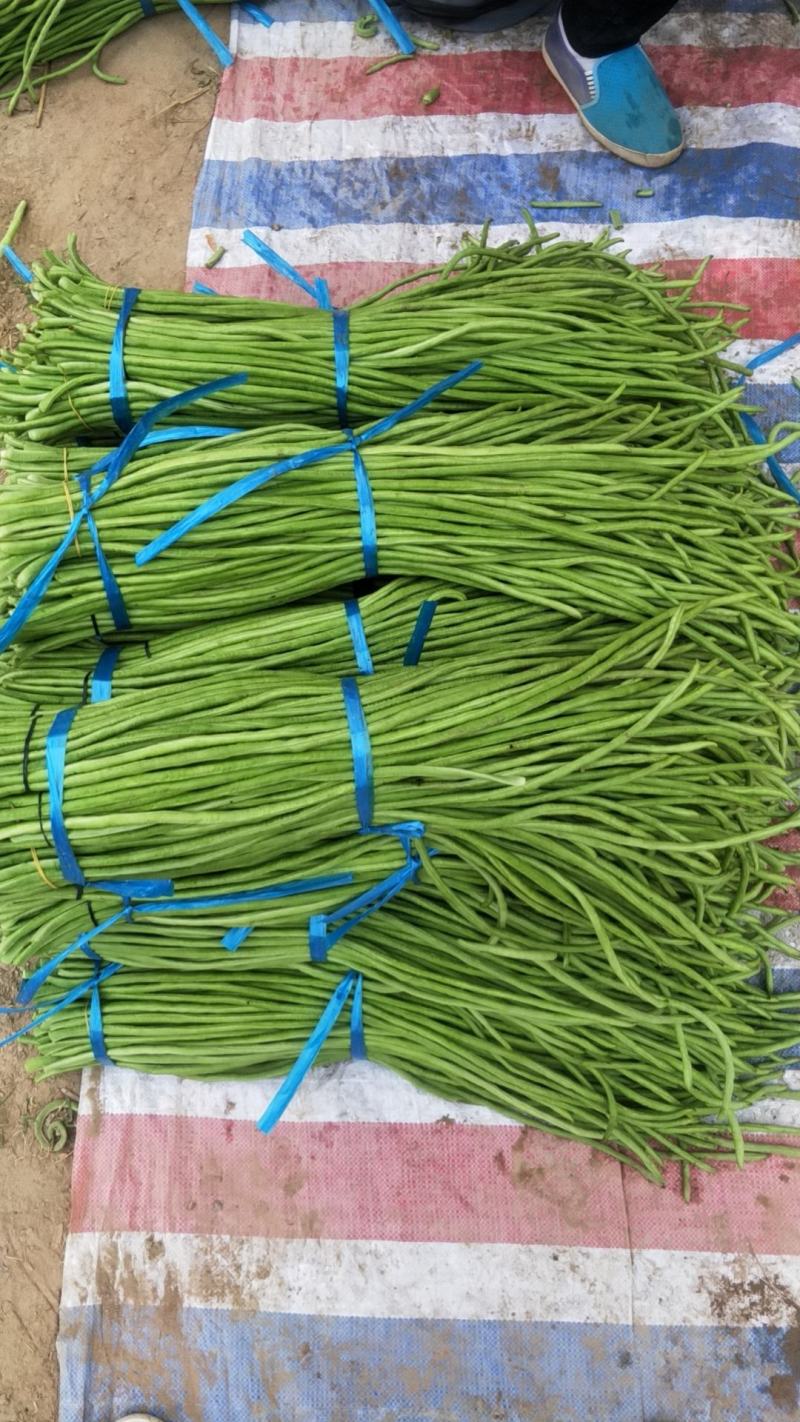 河南开封祥符区长豆角大量上市。六七十公分长！
