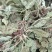 沂蒙山山区里的野生蛤蟆草，产地直销，