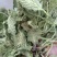 沂蒙山山区里的野生蛤蟆草，产地直销，