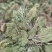 沂蒙山山区里的野生蛤蟆草，产地直销，