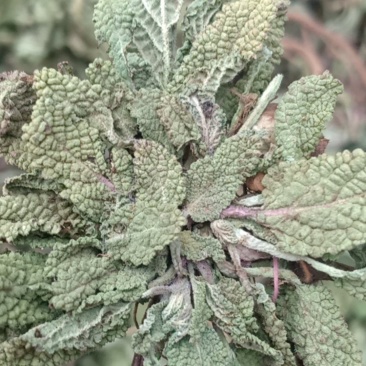 沂蒙山山区里的野生蛤蟆草，产地直销，