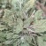 沂蒙山山区里的野生蛤蟆草，产地直销，