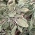 沂蒙山山区里的野生蛤蟆草，产地直销，