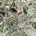 沂蒙山山区里的野生蛤蟆草，产地直销，
