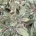 沂蒙山山区里的野生蛤蟆草，产地直销，