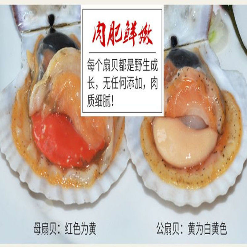 大扇贝鲜活扇贝水产贝类烧烤必备