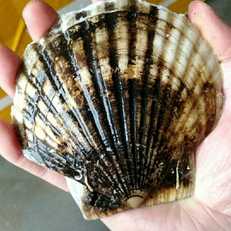 大扇贝鲜活扇贝水产贝类烧烤必备