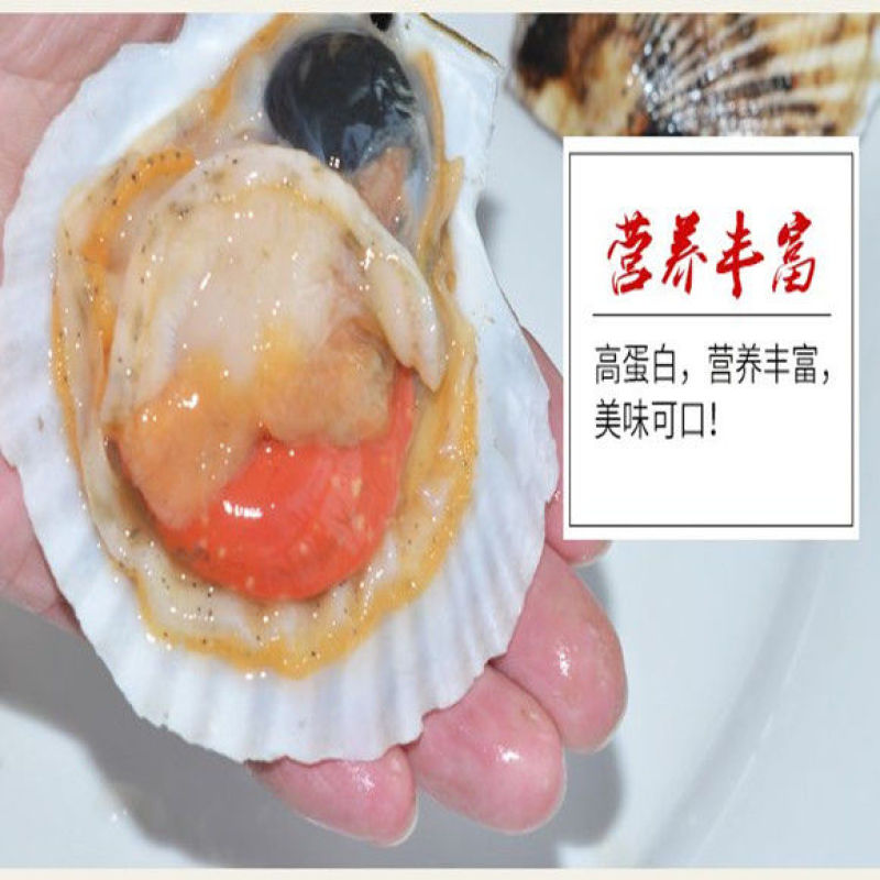 大扇贝鲜活扇贝水产贝类烧烤必备