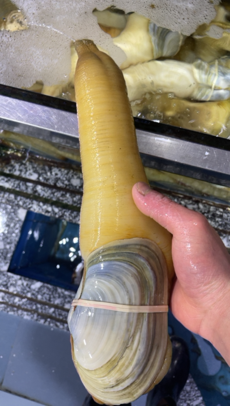 西川蚌，价格私聊。酒店，批发供应商。个人吃勿扰。象拔蚌