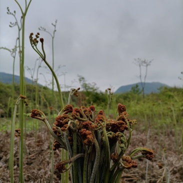 【包邮】贵州蕨菜纯野生深山蕨菜干老农精心选摘1斤起批