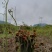 【包邮】贵州蕨菜纯野生深山蕨菜干老农精心选摘1斤起批