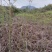 【包邮】贵州蕨菜纯野生深山蕨菜干老农精心选摘1斤起批