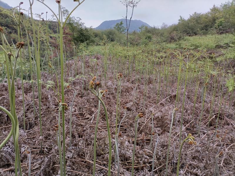 【包邮】贵州蕨菜纯野生深山蕨菜干老农精心选摘1斤起批