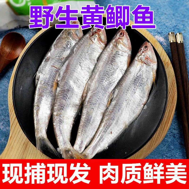 海水黄鲫鱼新货咸黄鲫子鱼毛扣鱼干油扣黄尖子鱼马口