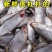 海水黄鲫鱼新货咸黄鲫子鱼毛扣鱼干油扣黄尖子鱼马口