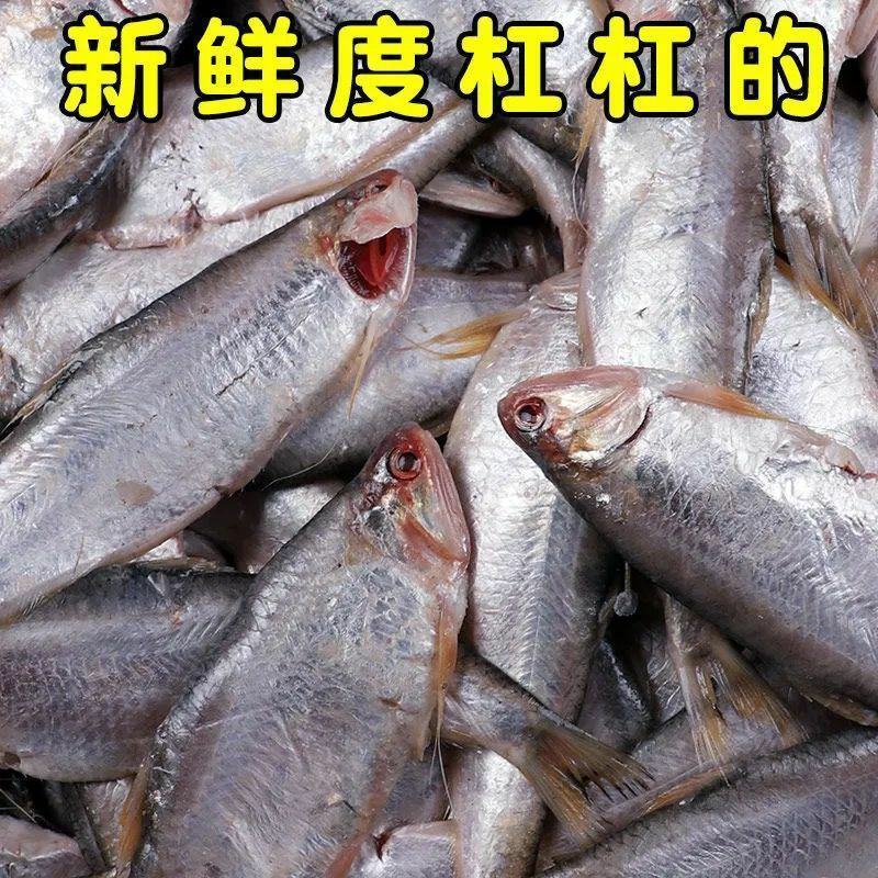 海水黄鲫鱼新货咸黄鲫子鱼毛扣鱼干油扣黄尖子鱼马口