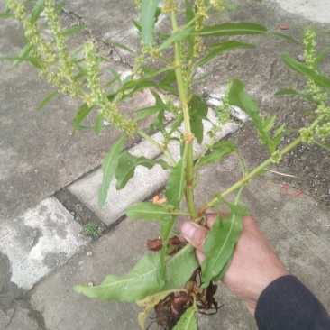 土大黄，现挖，泡沫箱包装，
