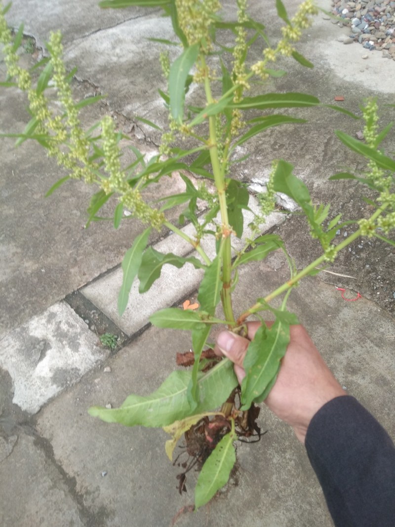 土大黄，现挖，泡沫箱包装，