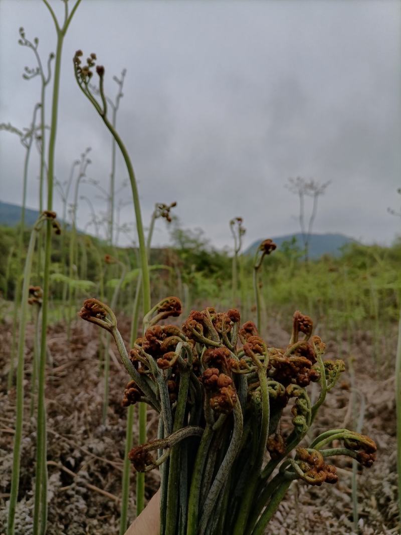 【包邮】贵州蕨菜纯野生深山蕨菜干老农精心选摘1斤起批
