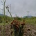 【包邮】贵州蕨菜纯野生深山蕨菜干老农精心选摘1斤起批