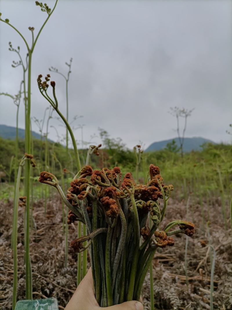 【包邮】贵州蕨菜纯野生深山蕨菜干老农精心选摘1斤起批