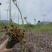 【包邮】贵州蕨菜纯野生深山蕨菜干老农精心选摘1斤起批