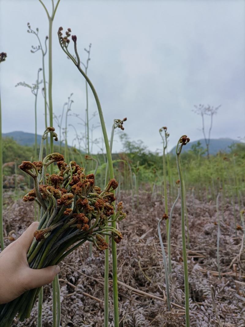 【包邮】贵州蕨菜纯野生深山蕨菜干老农精心选摘1斤起批