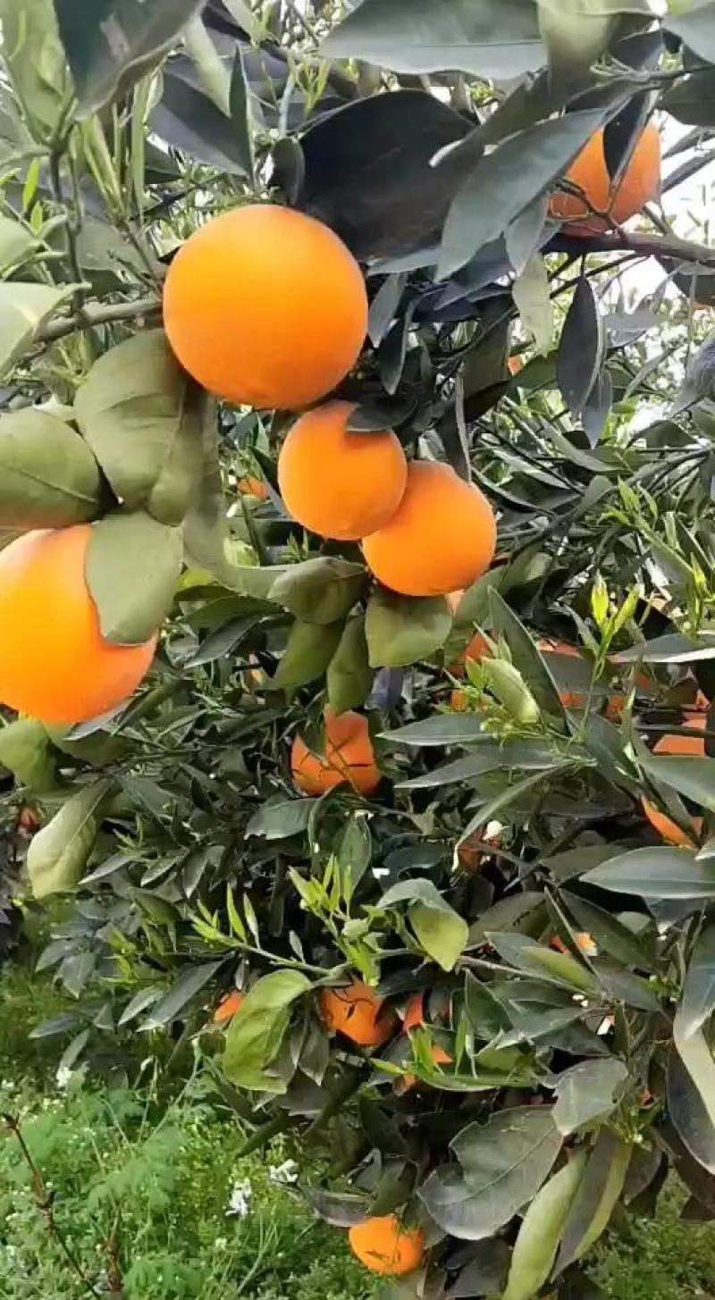 精品伦晚脐橙个大味甜，肉细化渣，枝头鲜果，看中即釆