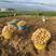 精品沙地土豆🥔新鲜产地直发货源充足欢迎选购