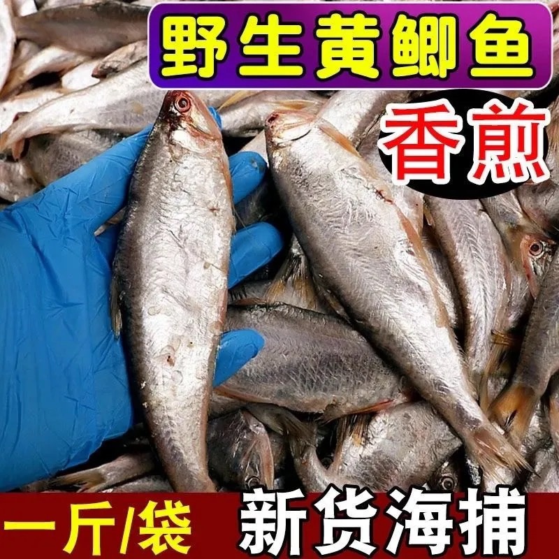 海水黄鲫鱼鲜货咸黄鲫鱼口鱼干油扣黄尖子鱼马口