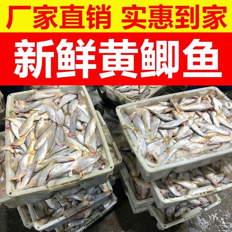 海水黄鲫鱼鲜货咸黄鲫鱼口鱼干油扣黄尖子鱼马口