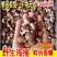 香螺小香螺新鲜鲜活沙螺猫眼螺肚脐螺扁玉螺海螺海鲜贝类