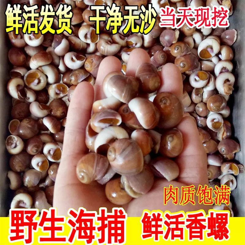 香螺小香螺新鲜鲜活沙螺猫眼螺肚脐螺扁玉螺海螺海鲜贝类