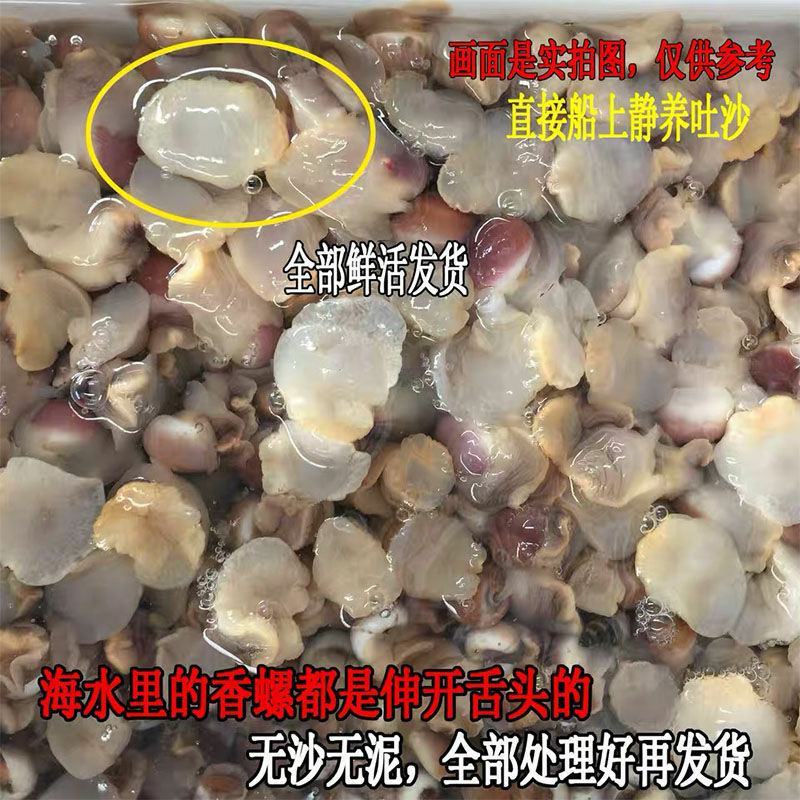 香螺小香螺新鲜鲜活沙螺猫眼螺肚脐螺扁玉螺海螺海鲜贝类
