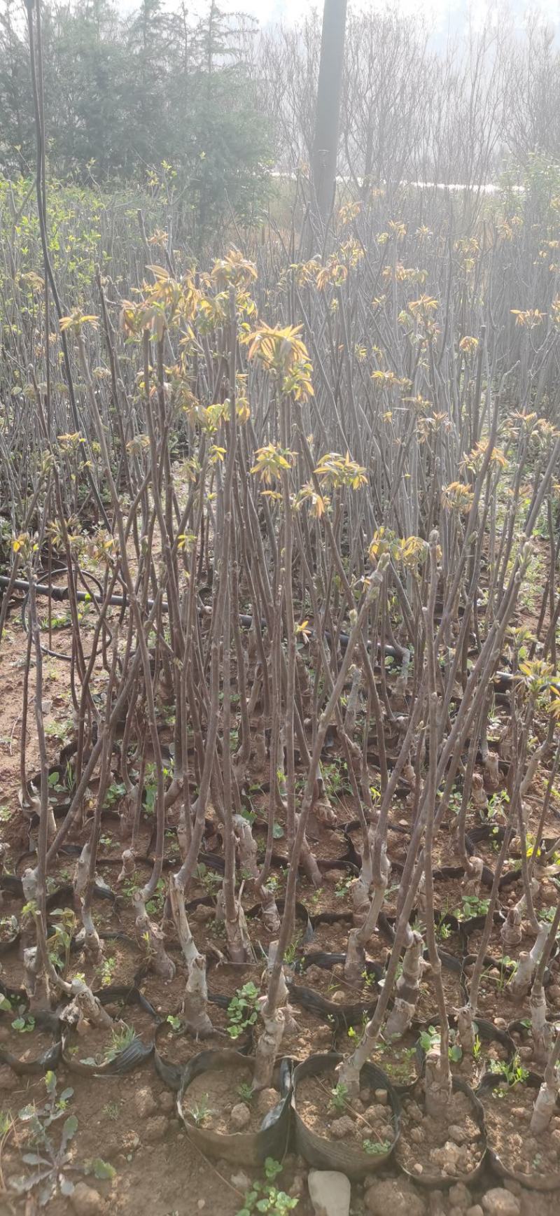 云新核桃树苗苗木鲜活枝樊叶茂