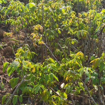 云新核桃树苗苗木鲜活枝樊叶茂