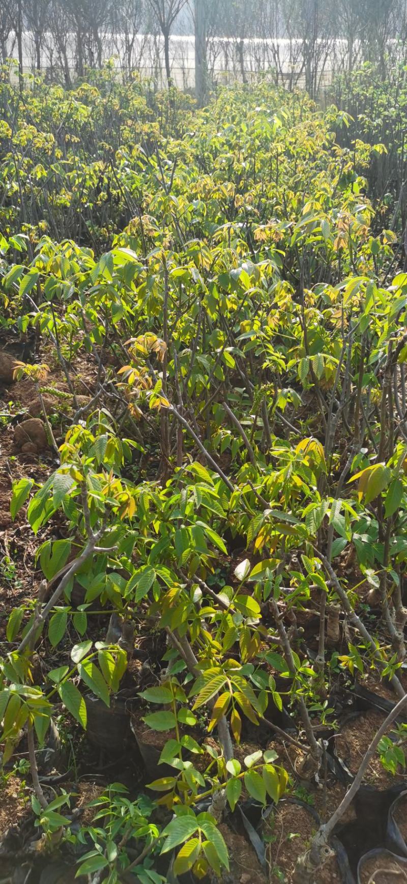 云新核桃树苗苗木鲜活枝樊叶茂