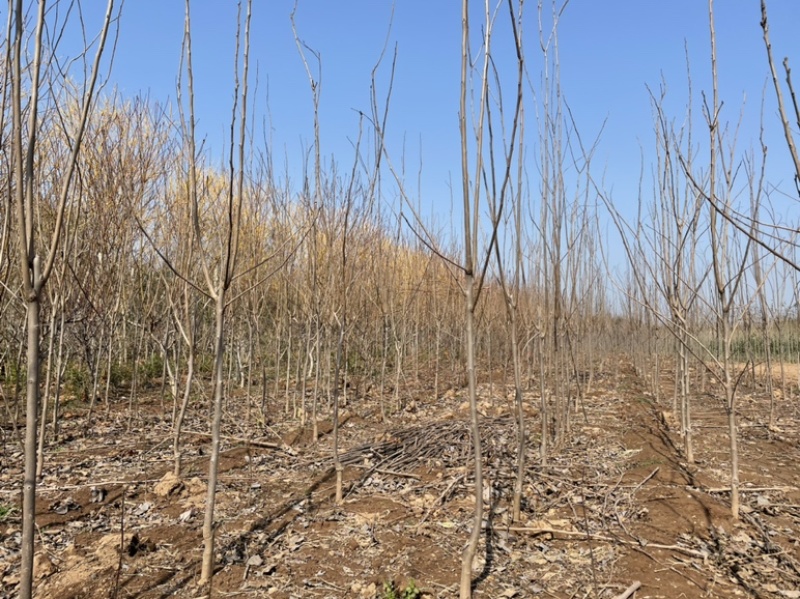 柿子树苗，基地直发，价格便宜，品种有杨峰，新东阳，八月黄，